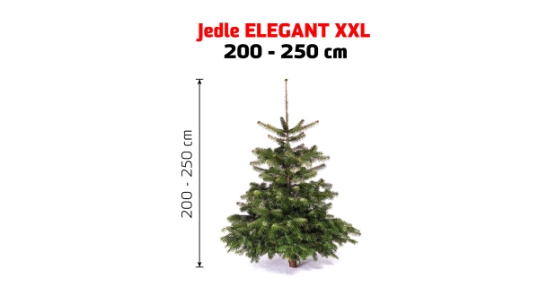 Jedle Elegant XXL